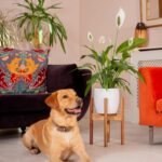 Ayria Mid-Century Modern Wooden Plant Stand - Image 6