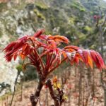 Chinese Mahogany Live Plant Tree Seedings - Image 2