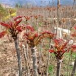 Chinese Mahogany Live Plant Tree Seedings - Image 3